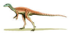 † Eocursor parvus(vor etwa 235 bis 201,3 Millionen Jahren)